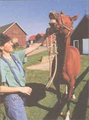 Dr. Looney examines a high-stress horse